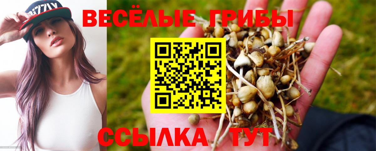 Псилоцибиновые грибы Psilocybe Чапаевск